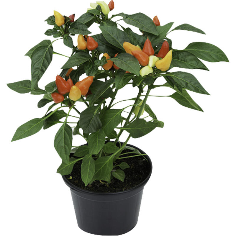 Planta PIMENTA Pote 14