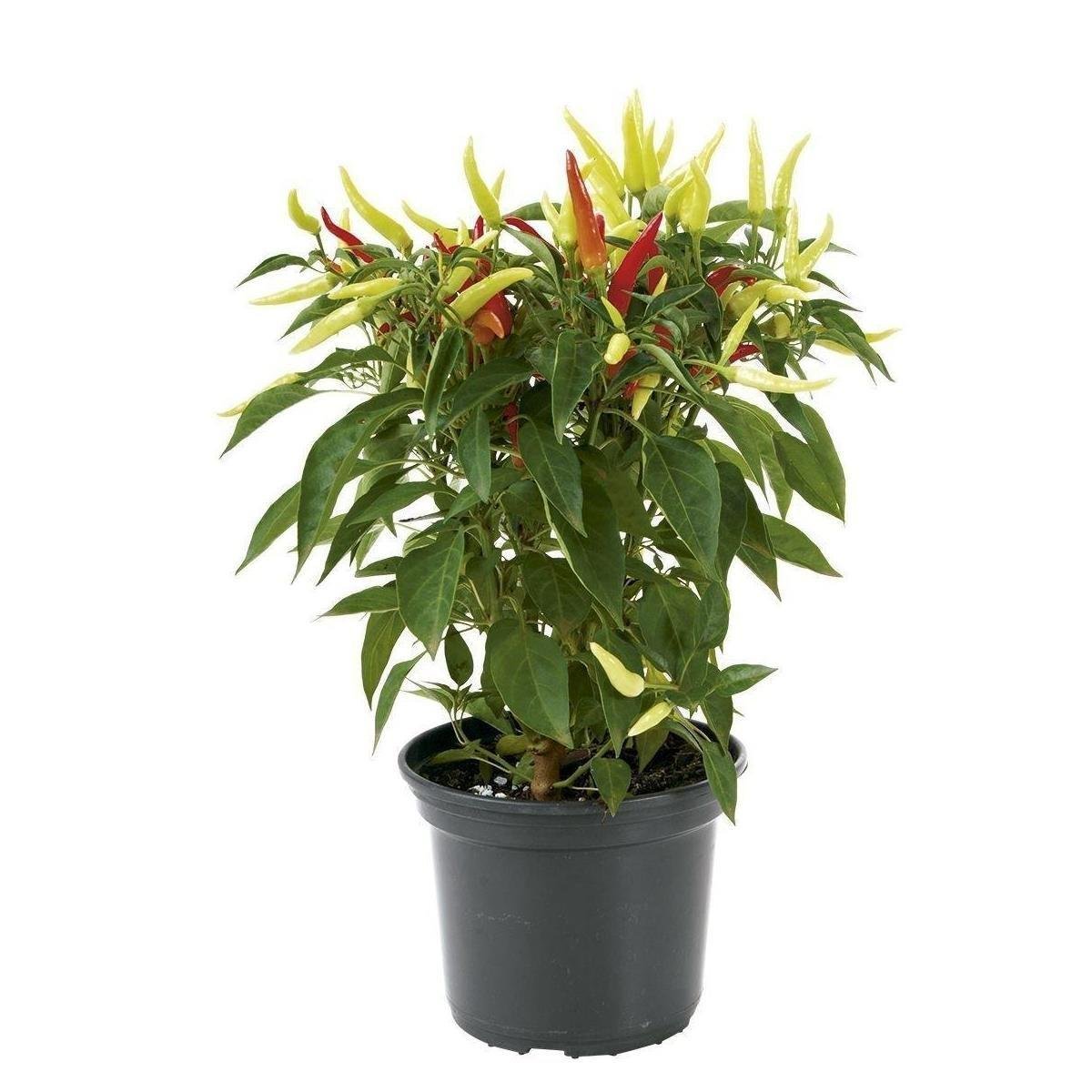 Planta PIMENTA Pote 14