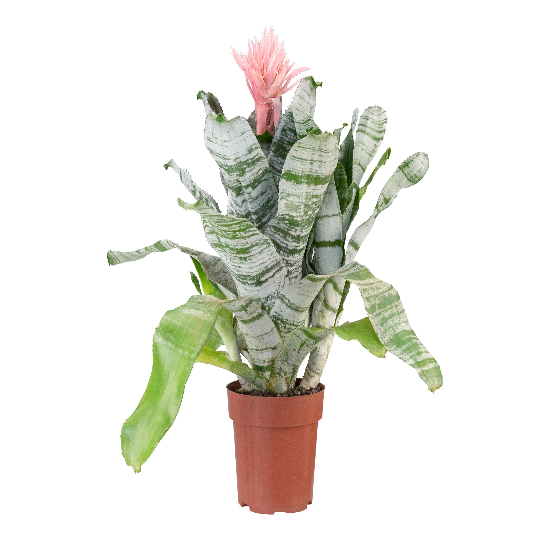 Planta BROMELIA AECHMEA FASCIATA Pote 17