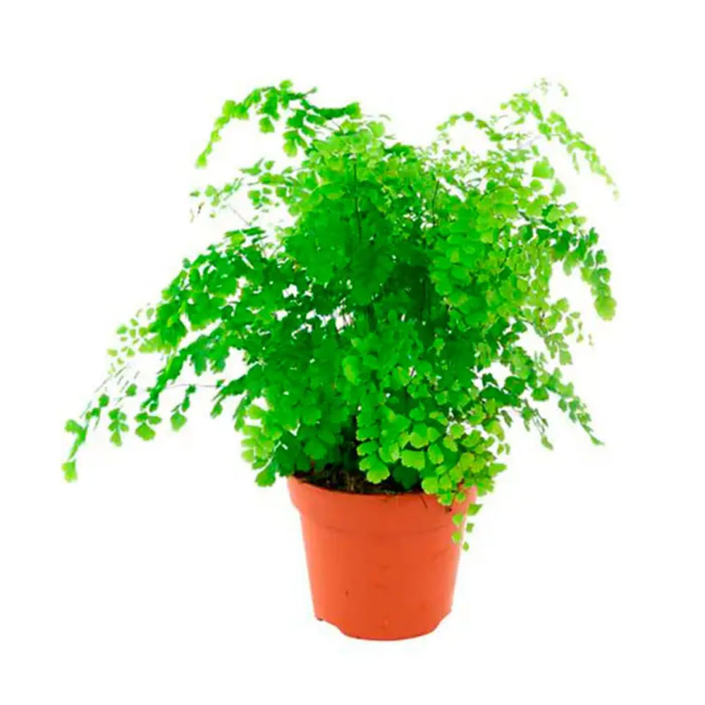 Planta Variada AVENCA Pote 14  Variada