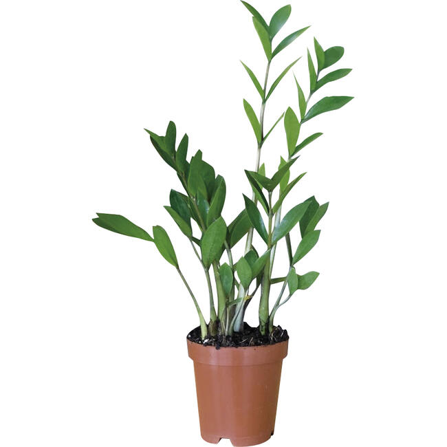 Planta ZAMIOCULCAS Pote 17
