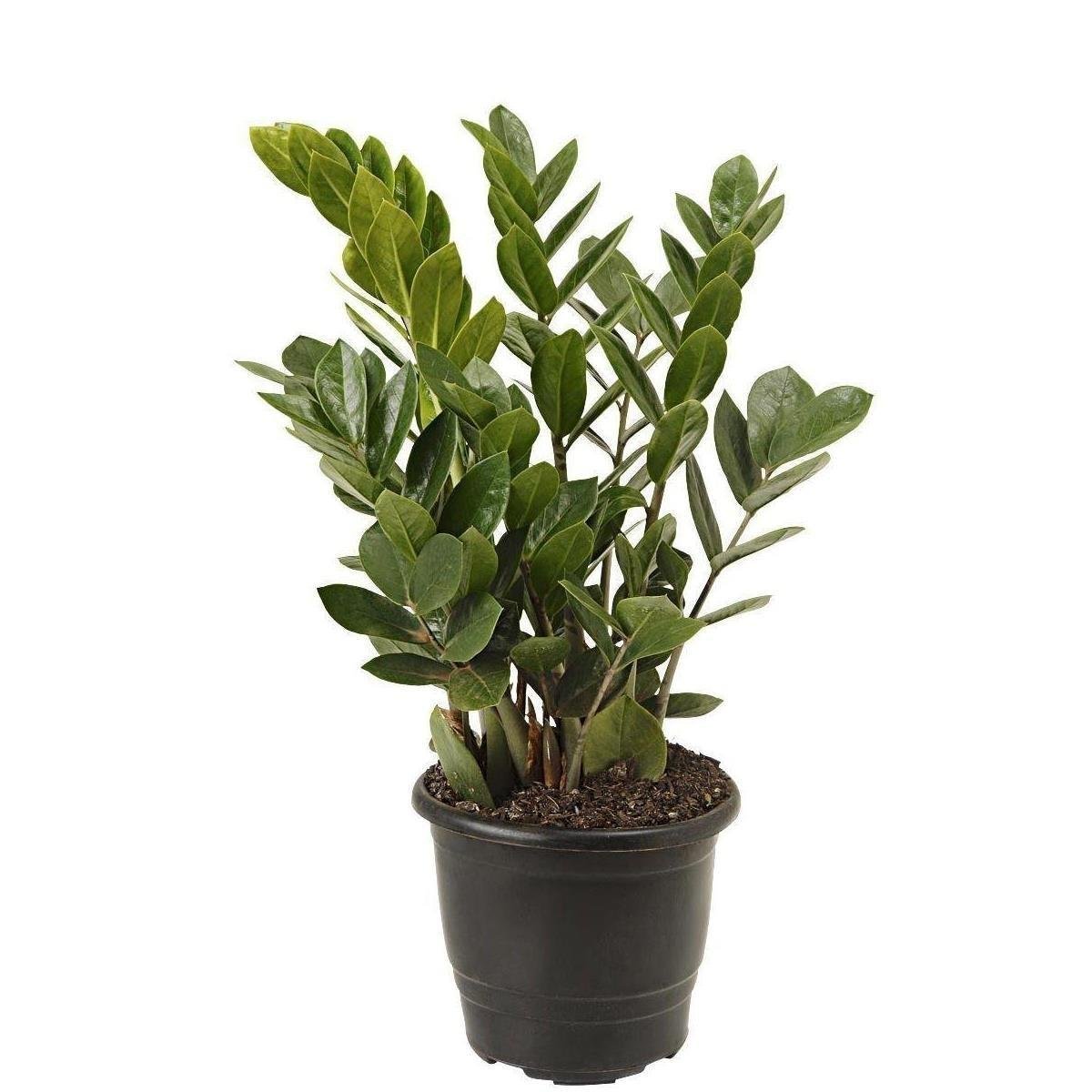 Planta ZAMIOCULCAS Pote 17