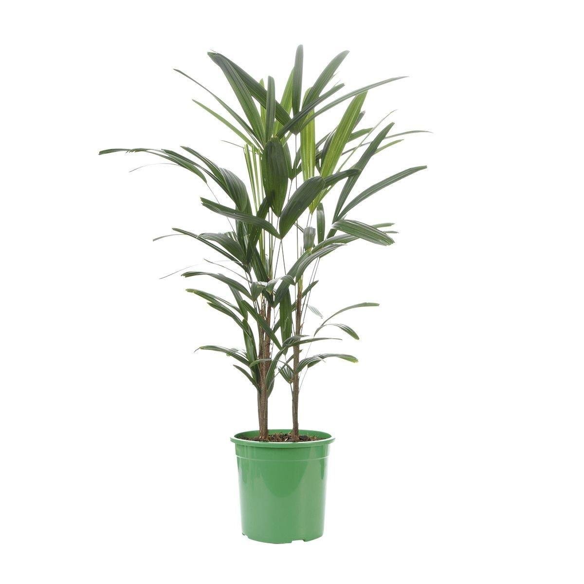 Planta PALMEIRA RAPHIS Pote 24