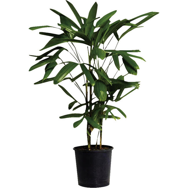 Planta PALMEIRA RAPHIS Pote 24
