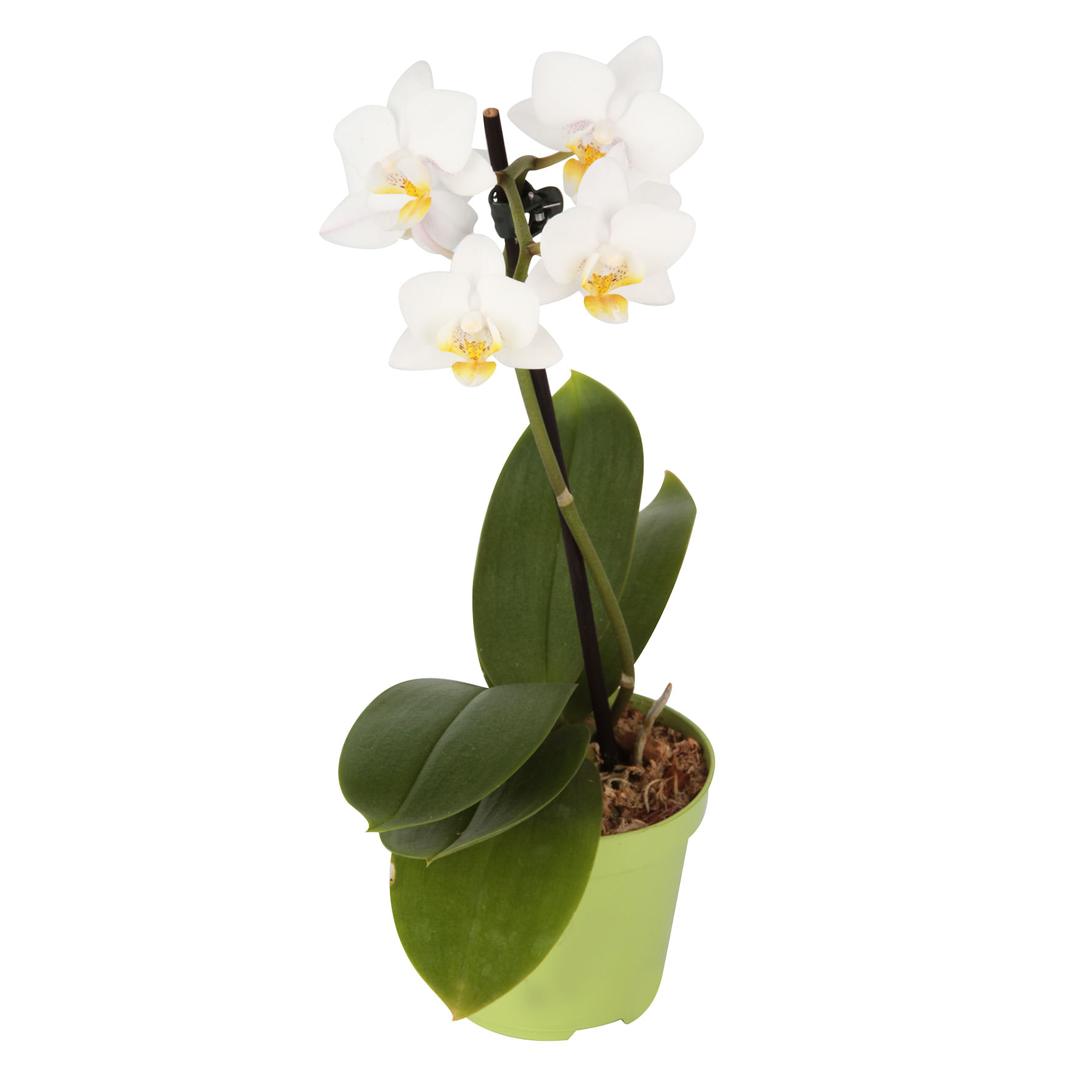Flor ORQUIDEA PHALAENOPSIS Pote 06 Cerâmica