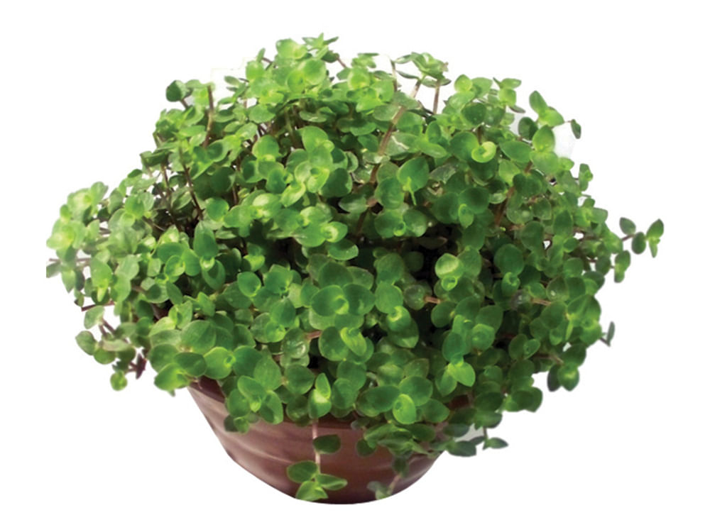 Planta TOSTÃO Pote 21
