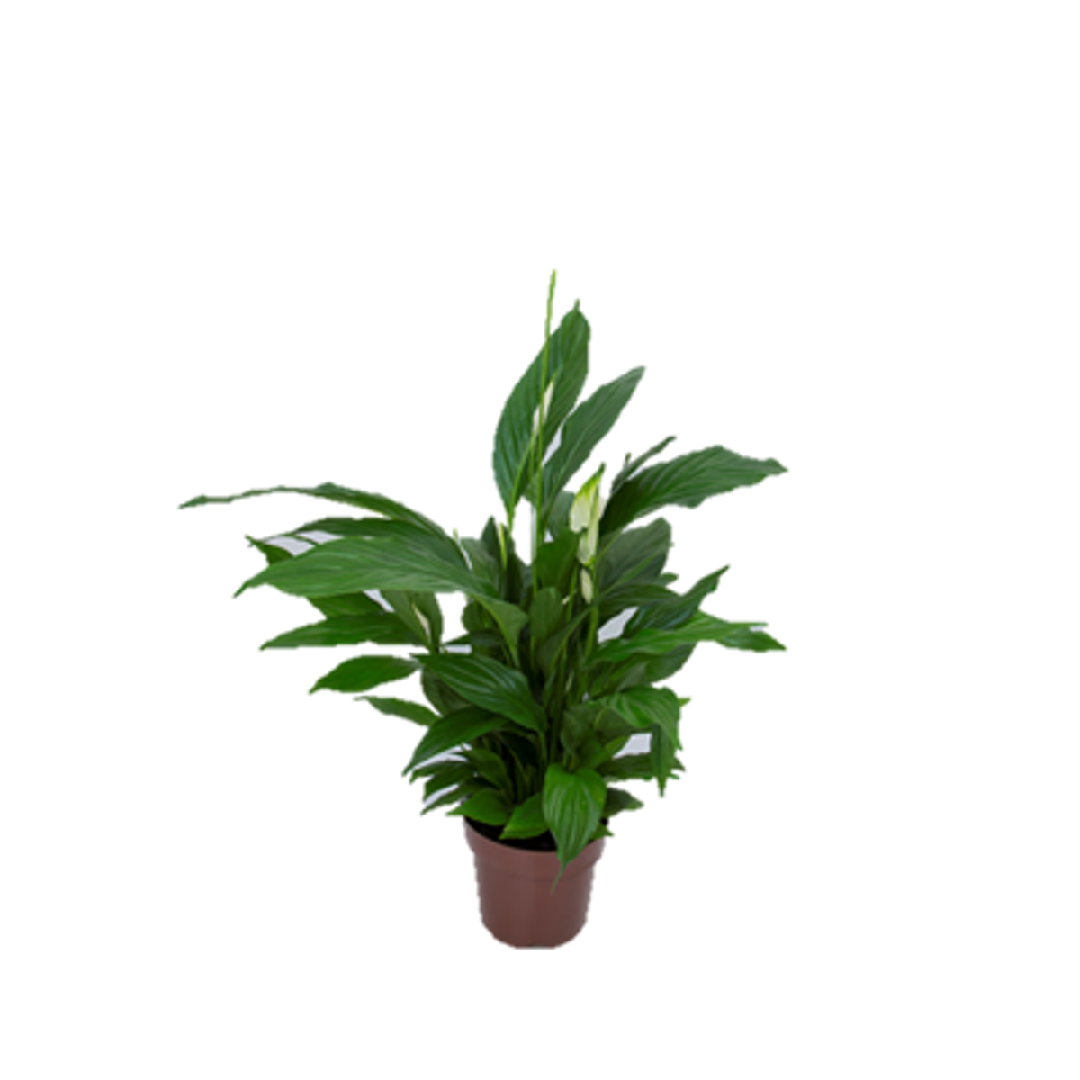 Flor Spathiphyllum P15