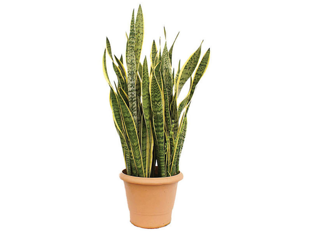 Planta ESPADA DE SÃO JORGE Pote 11