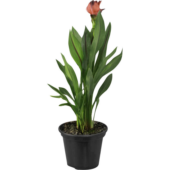 Flor CURCUMA PREMIUM Pote 15