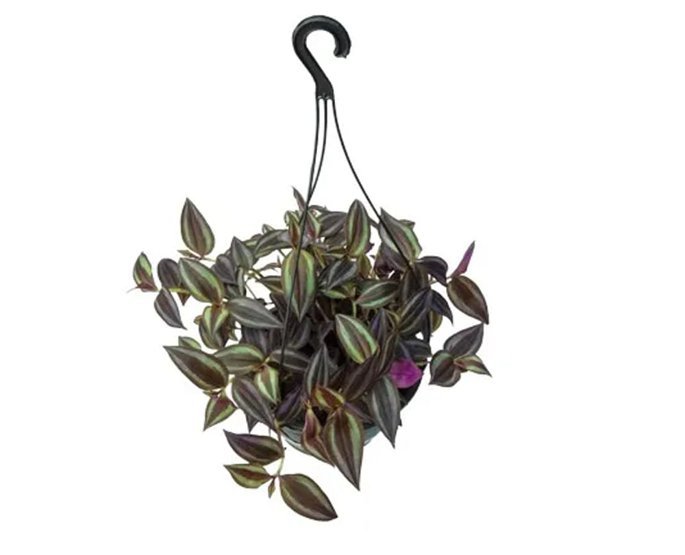 Planta TRADESCANTIA Cuia 13