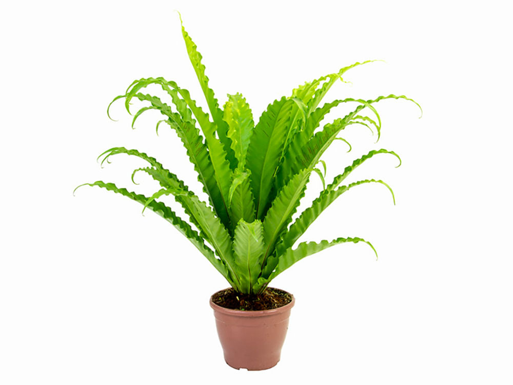 Planta ASPLENIUM OSAKA Pote 19