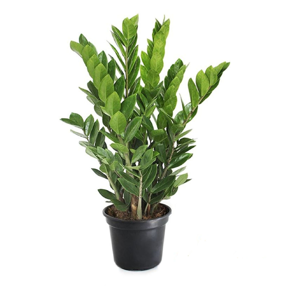 Planta ZAMIOCULCAS Pote 24