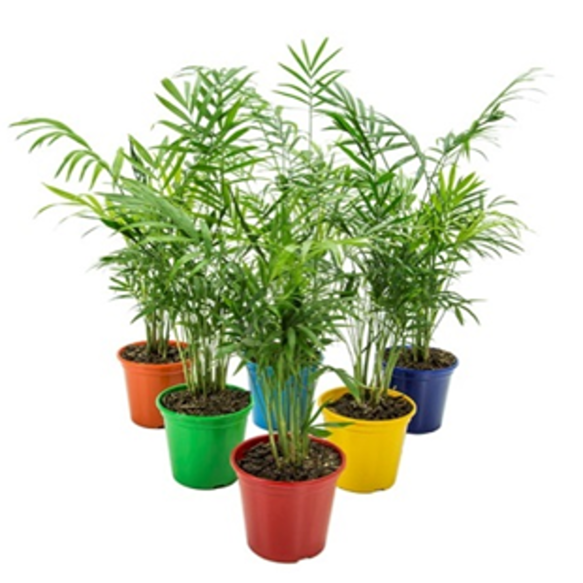 Planta CHAMAEDORA Pote 11