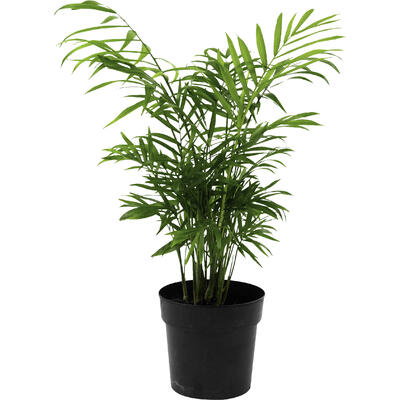 Planta CHAMAEDORA Pote 11