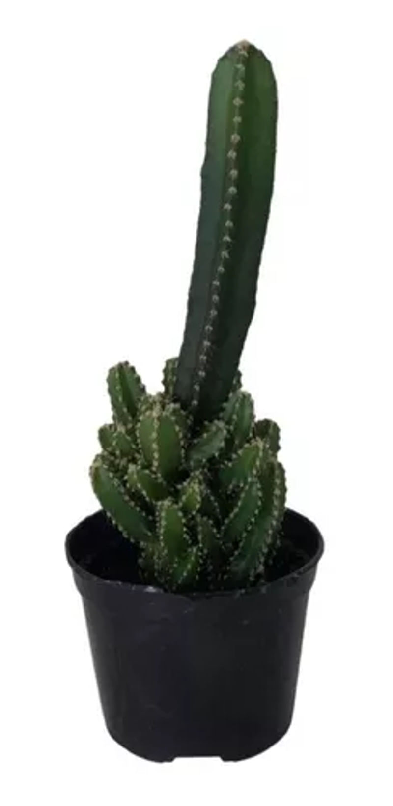 Planta CACTUS Pote 09 Castelo de Fada