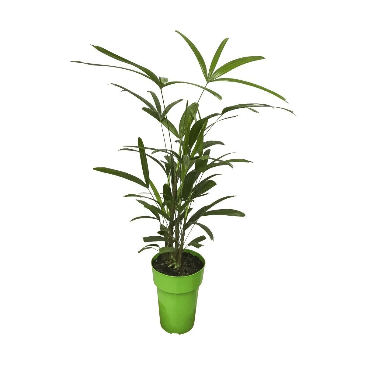 Planta PALMEIRA RAPHIS Pote 17