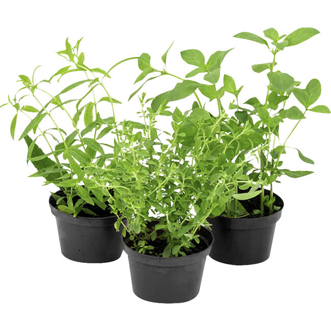 Ervas Aromáticas P11