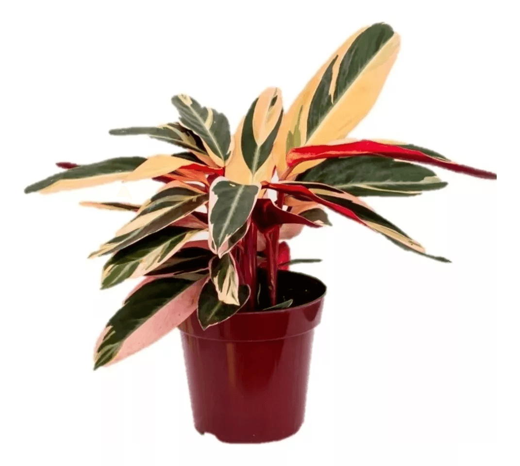 Planta CALATHEA TRIOSTAR Pote 17