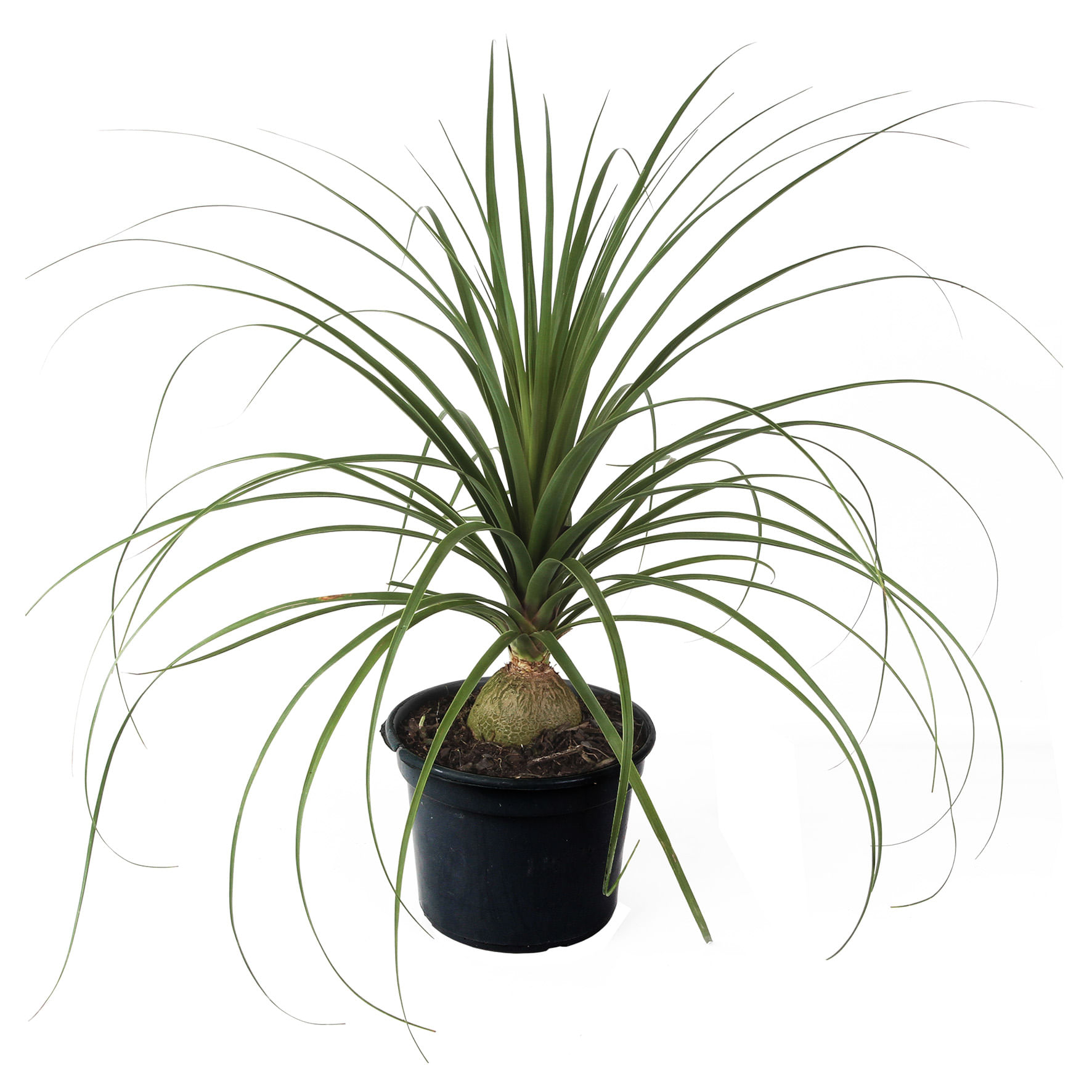 Planta BEAUCARNEA Pote 20