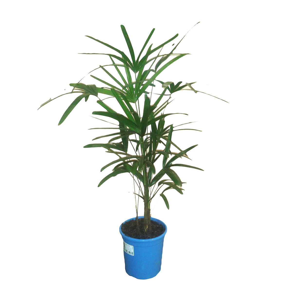 Planta Raphis Pote 17