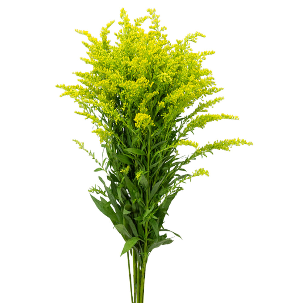 Flor Maço TANGO