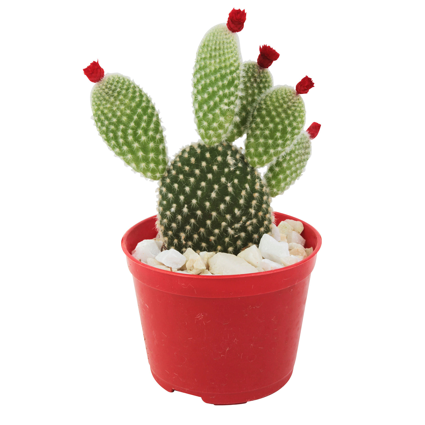 Planta CACTUS Pote 07  Enxertado
