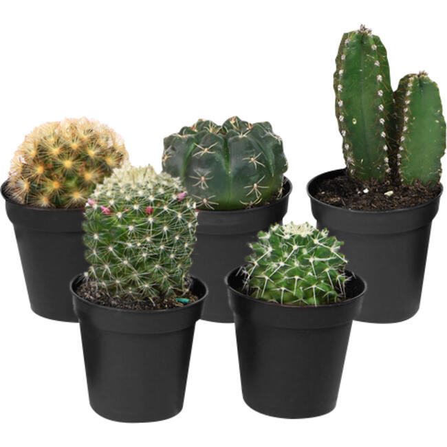 Planta CACTUS Pote 07  Enxertado