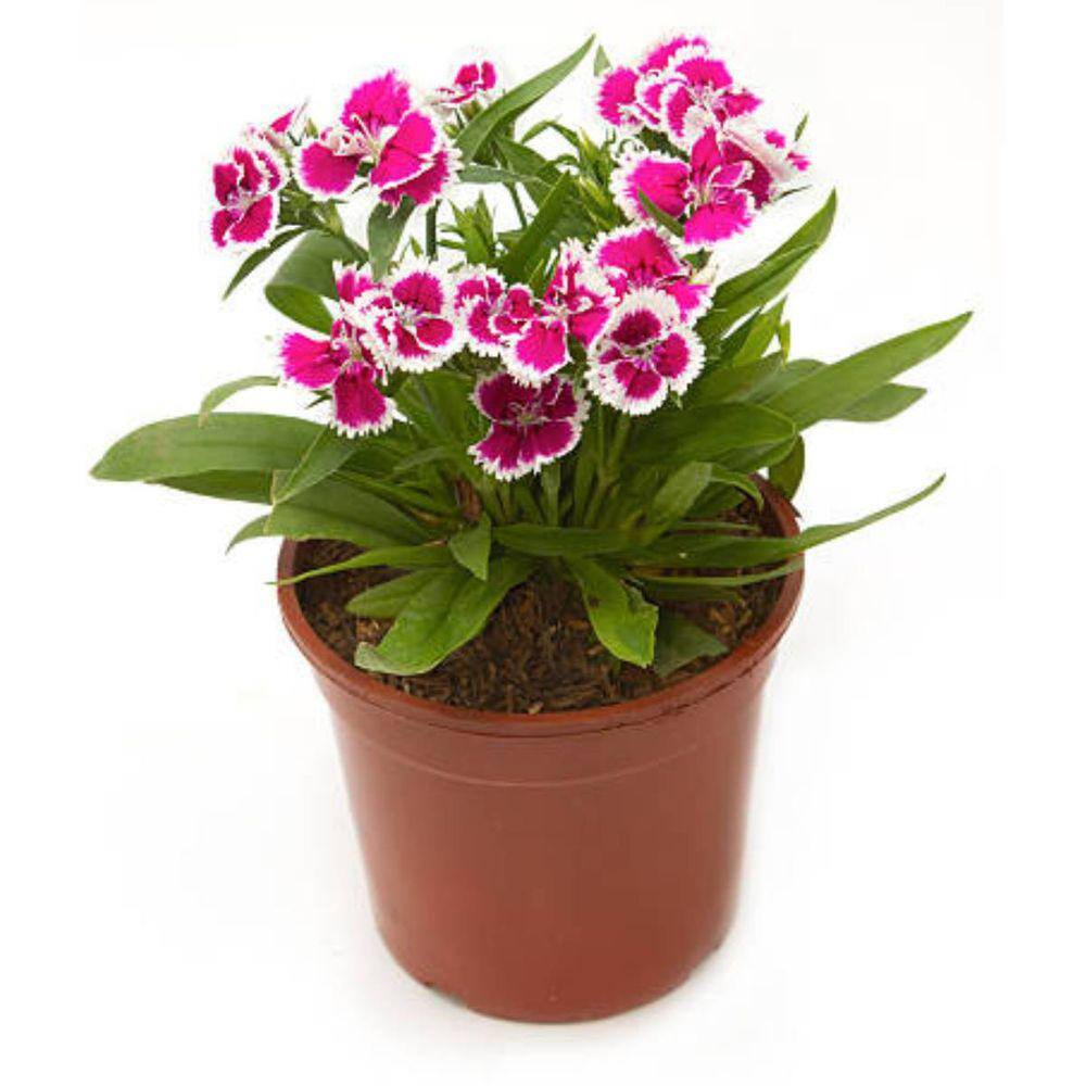 Flor CRAVINEA