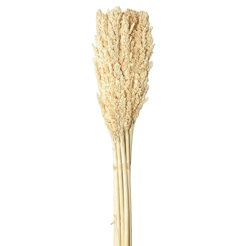 Flor Desidratada Maço SORGO
