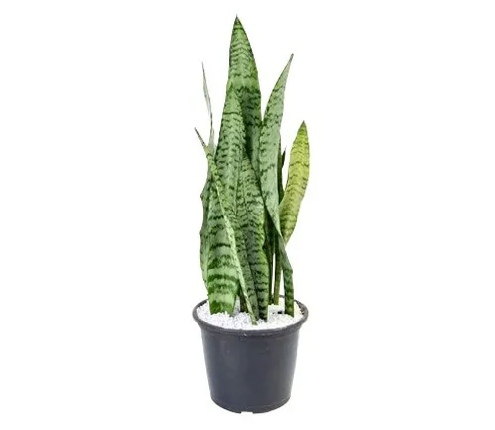 Planta ESPADA DE SÃO JORGE Pote 24