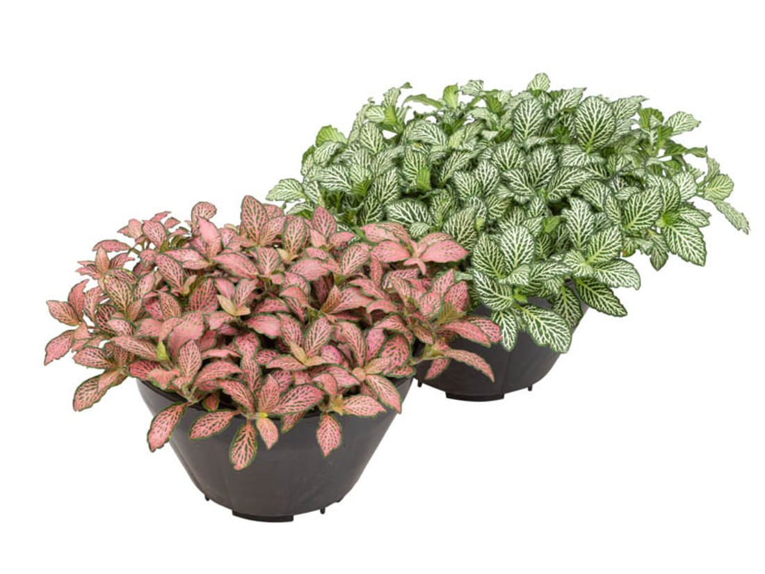 Planta FITONIA Folha Fina